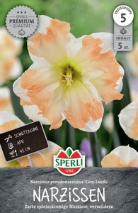 Narzisse Cum Laude (5 Stück)