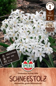 Schneeglanz Alba (7 Stück)