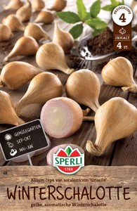 Winterschalotte Griselle (4 Stück)
