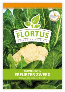 Blumenkohl Erfurter Zwerg