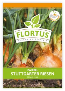 Zwiebel Stuttgarter Riesen Zwiebel Stuttgarter Riesen