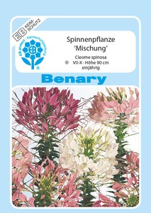 Spinnenpflanze Mix Spinnenpflanze Mix