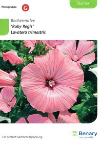 Bechermalve Ruby Regis Bechermalve Ruby Regis