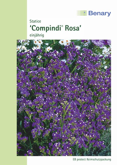 Statice Compindi Rosa Statice Compindi Rosa