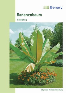 Zierbanane Mehrjährig Zierbanane Mehrjährig