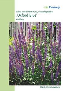 Staudensalbei Oxford Blue Staudensalbei Oxford Blue