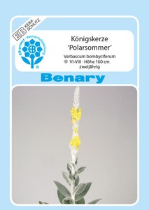 Königskerze Polarsommer