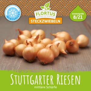 Wintersteckzwiebel Stuttgarter Riesen
