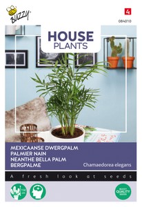 Chamaedorea Bergpalme