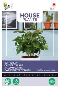 Coffea Arabica Zwergkaffee-Strauch