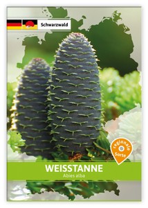 Weißtanne (Regionale Sorte Schwarzwald)