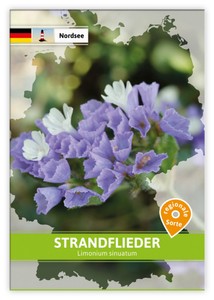 Strandflieder (Regionale Sorte Nordsee)