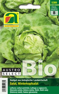 BIO Kopfsalat Neusiedler Gelber Winter BIO Kopfsalat Neusiedler Gelber Winter