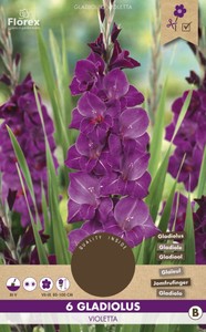 Gladiole Violetta (6 Stück)
