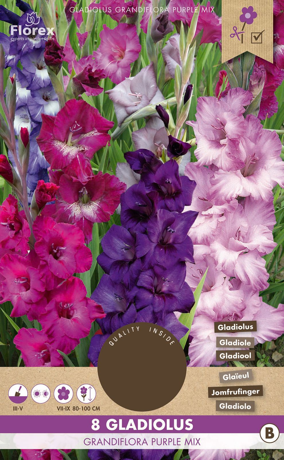 Gladiole Grandiflora Purple Mischung (8 Stück) Gladiolenzwiebeln von