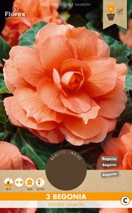 Begonie Grandiflora Salmon (3 Stück)