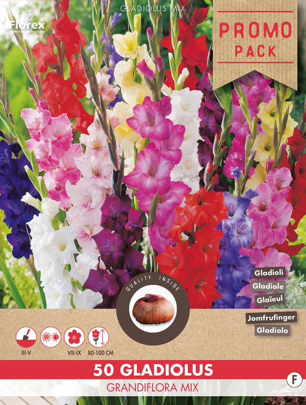 Gladiole Grandiflora Mischung (50 Stück) Gladiolenzwiebeln von Florex