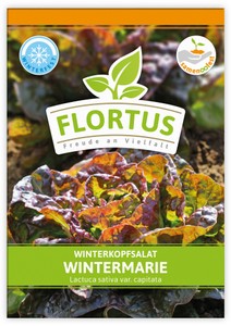 Winterkopfsalat Wintermarie Winterkopfsalat Wintermarie
