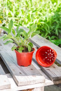 Organi-Pot (0,7 l) (Rot) Organi-Pot (0,7 l) (Rot)