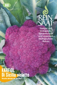 BIO Blumenkohl Di Sicilia violetto