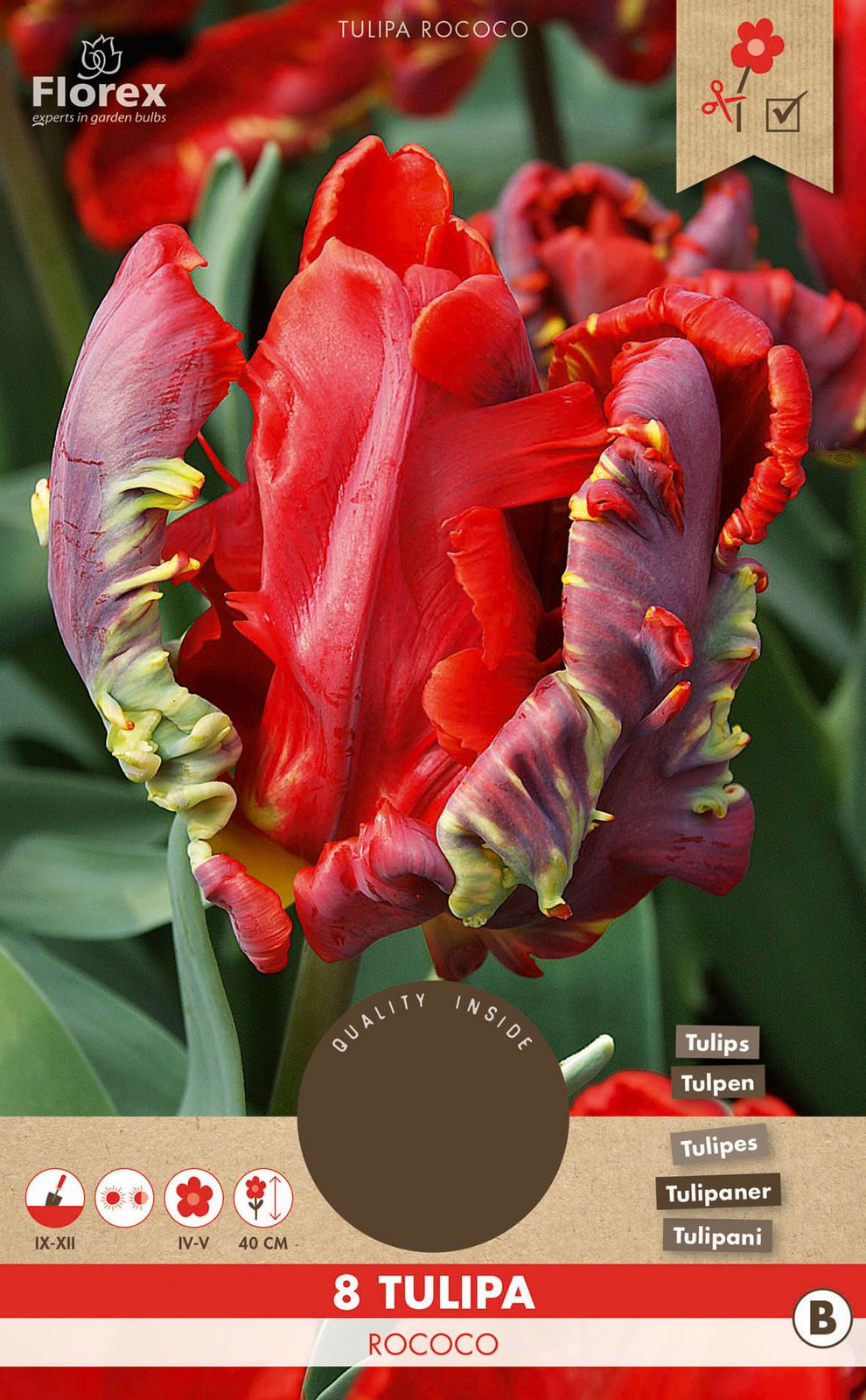 Tulpe Rococo (8 Stück) | Tulpenzwiebeln von Florex