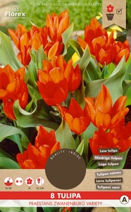 Tulpe praestans Zwanenburg variety (8 Stück)