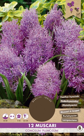 Traubenhyazinthe Plumosum Comosum (12 Stück) Traubenhyazinthe Plumosum Comosum (12 Stück)