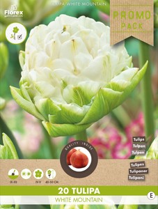 Tulpe White Mountain (20 Stück)