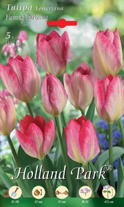 Tulpe Fosteriana Flaming Purissima (5 Stück)