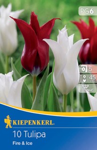 Tulpen Mix Fire and Ice (10 Stück)