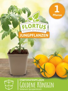 Stabtomatenpflanze Goldene Königin