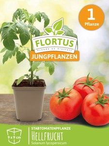 Stabtomatenpflanze Hellfrucht