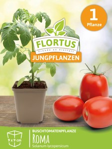 Buschtomatenpflanze Roma
