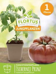Fleischtomatenpflanze Tschernij Prinz
