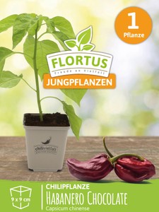 Chilipflanze Habanero Chocolate