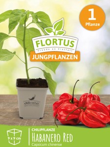 Chilipflanze Habanero Red