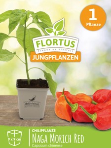 Chilipflanze Naga Morich Red