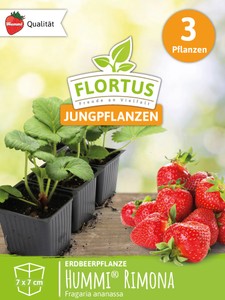 Erdbeerpflanzen Hummi® Rimona