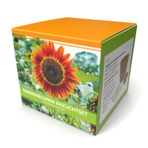 Anzuchtset Sonnenblumen