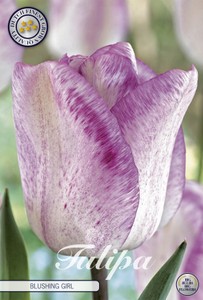 Tulpe Blushing Girl (7 Stück)