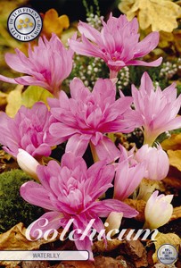 Herbstzeitlose Waterlily (1 Stück)