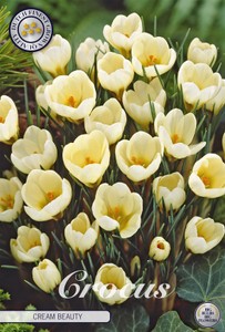 Krokus Cream Beauty (20 Stück)