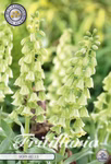 Fritillaria Ivory Bells (1 Stück)