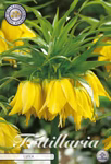 Fritillaria Lutea (1 Stück)