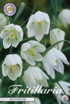 Fritillaria Meleagris Alba (10 Stück)