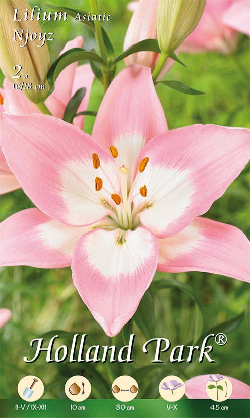 Lilie Asiatic Njoyz (2 Stück) Blumenzwiebeln & Steckzwiebeln kaufen