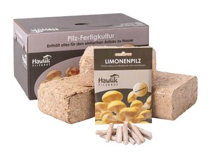 Pilzzuchtset Limonenpilz