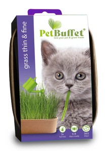 Pet-Buffet Katzengras thin &amp; fine (3 Tütchen)