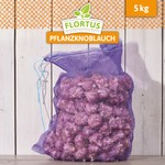 FLORTUS Winterknoblauch Germidour - 500g Steckzwiebeln 40-50mm Für Garten & Hochbeet