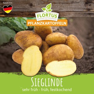 Pflanzkartoffel Sieglinde (sehr früh - früh, festkochend)